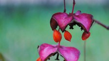Früchte von Euonymus latifolius