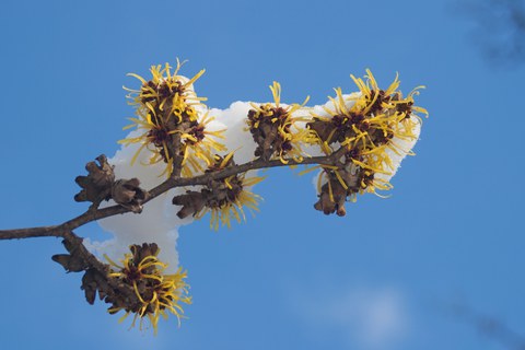 Blüten von Hamamelis mollis