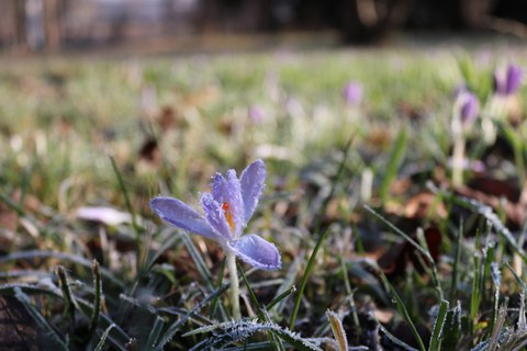 Blüte eines Krokus