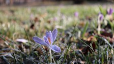 Blüte eines Krokus
