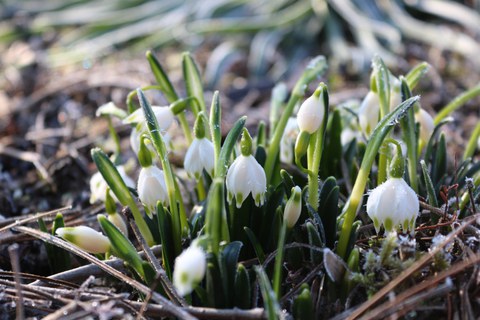 Märzenbecherblüte