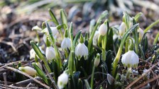 Märzenbecherblüte