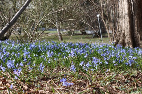 Blausternblütenmeer