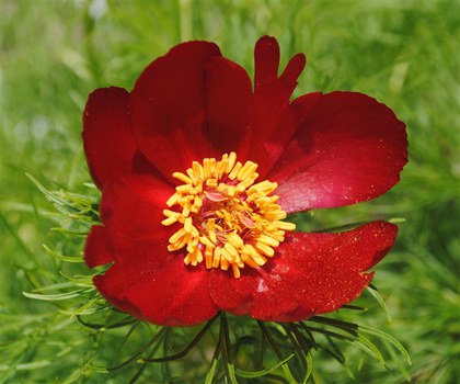 Foto einer roten Blüte der Pfingstrose Paeonia tenuifolia