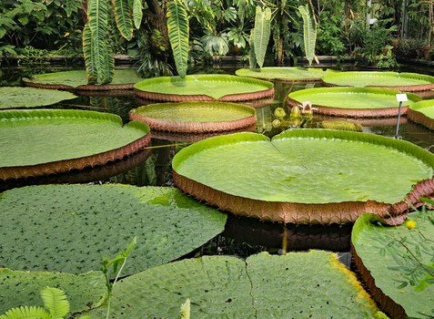 Die Riesenseerose Victoria amazonica wächst im Victoriahaus des Botanischen Gartens.