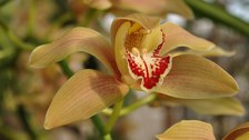 Foto der orange-rot gemusterten Blüte der Orchidee CYMBIDIUM IRIDOIDES