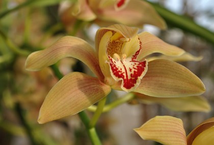 Foto der orange-rot gemusterten Blüte der Orchidee CYMBIDIUM IRIDOIDES