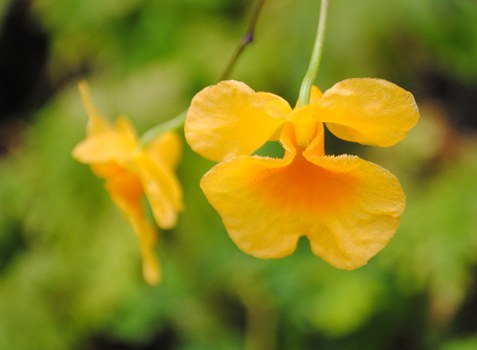 Foto der gelben Blüte der Orchidee DENDROBIUM LINDLEYI