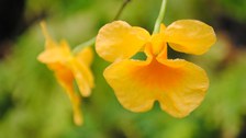 Foto der gelben Blüte der Orchidee DENDROBIUM LINDLEYI