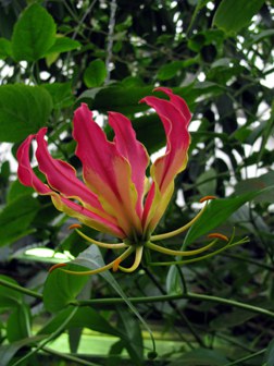 Foto der rot-gelben Blüte der Ruhmeskrone Gloriosa superba