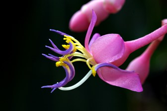 Foto einer Einzelblüte von Medinilla magnifica.