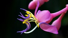 Foto einer Einzelblüte von Medinilla magnifica.