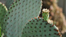 Junge Frucht des Feigenkaktus Opuntia rufida