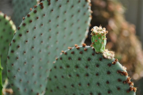 Junge Frucht des Feigenkaktus Opuntia rufida