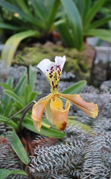 Foto der Venusschuh-Orchidee PAPHIOPEDILUM GRATRIXIANUM 