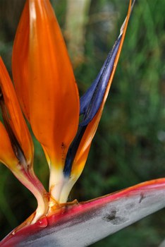 Detailfoto der Blüte von Strelitzia reginae