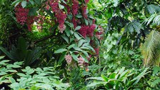 Foto eines Weges im Regenwaldhaus 1. Von links wächst eine Medinilla mit rosa Blüten und violetten Beeren über den Weg.
