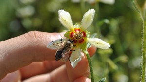 Biene auf Blüte von Nasa triphylla