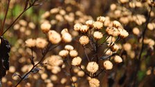 Foto der Fruchtstände von Aster schreberi