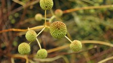 Foto der kugeligen Fruchtstände der Gemeinen Kopfblume