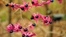 Foto der Früchte von Clerodendum trichotomum mit sternförmigen, intensiv rosafarbenen Kelchblättern an der Basis der runden dunkelblauen Steinfrüchten.