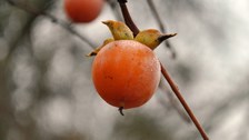Foto der orangen Früchte der Virginischen Dattelpflaume