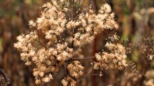 Foto der Fruchtstände von Eupatorium fistulosum