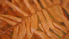 Nahaufnahme eines Wedels des Königsfarns in brauner Herbstfärbung