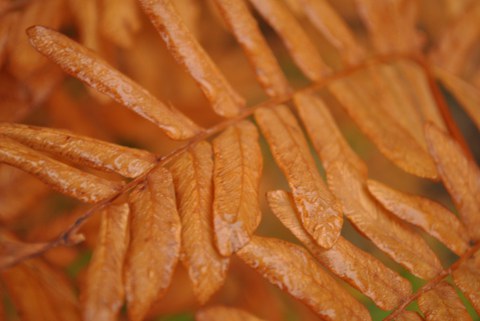 Nahaufnahme eines Wedels des Königsfarns in brauner Herbstfärbung