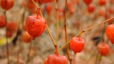 Foto von orangefarbenen Früchten der Wilden Blasenkirsche.