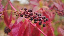 Foto der dunkel-violetten Früchte der Kermesbeere