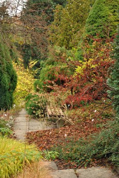 Foto der Schmuckpflanzung mit roten Früchten, mehreren Nadelgehölzen und herbstlicher Blattfärbung