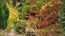 Foto der Schmuckpflanzung mit roten Früchten, mehreren Nadelgehölzen und herbstlicher Blattfärbung