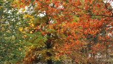 Foto des Tertiär-Reviers mit herbstlicher Blattfärbung