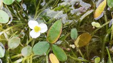 Foto einer Erhaltungskultur des weiß blühenden Froschkrauts.