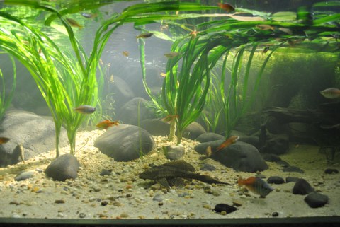 Foto. Pflanzen mit langen schmalen Blätter, Steine und Fische unter Wasser