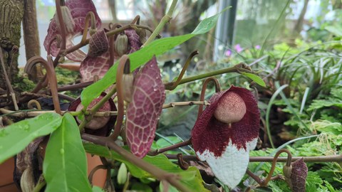 Blüte der Aristolochia impudica