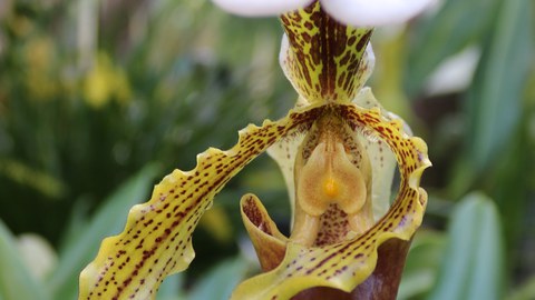 Grün-rot-gesprenkelte Orchideenblüte