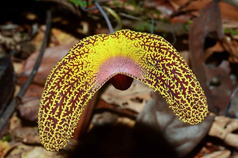 Foto einer Blüte von Aristolochia wankeana mit gelb-brauner Musterung