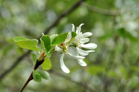 Blüte der Felsenbirne