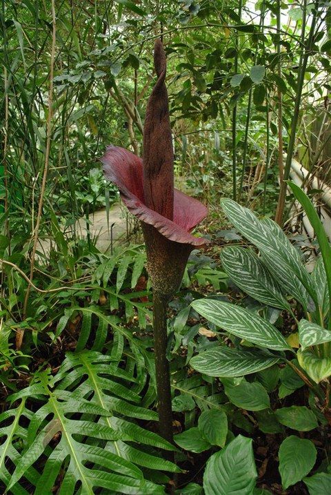Amorphophallus konjac