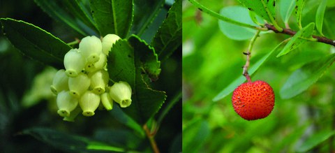 Blüten und Frucht des Westlichen Erdbeerbaums