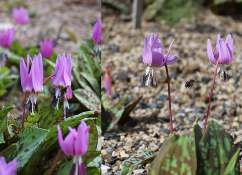 rosa Blüte mit Biene