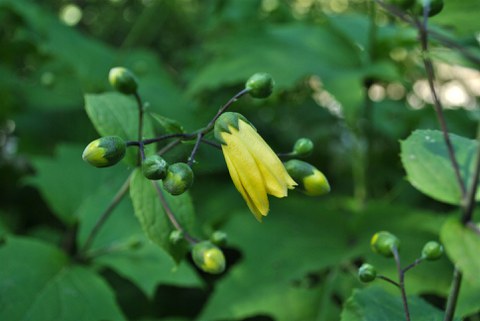 Blüte der Wachsglocke