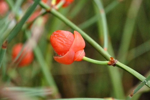 Ephedra chilensis
