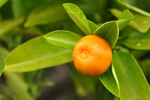 Frucht der Calamondin