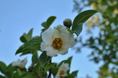 Scheinkamelie, Blüte