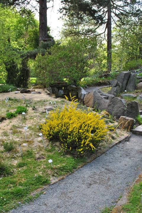 Genista pilosa