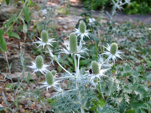 Elfenbeindistel