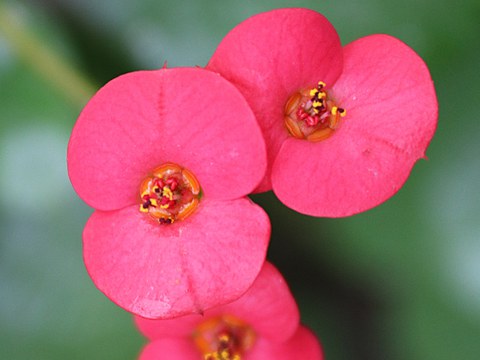 Cyathien der Euphorbia milii
